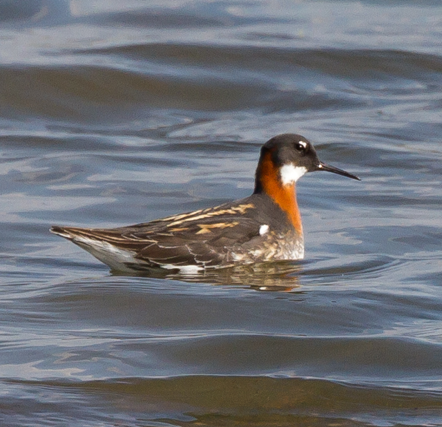 Red-necked Phalarope