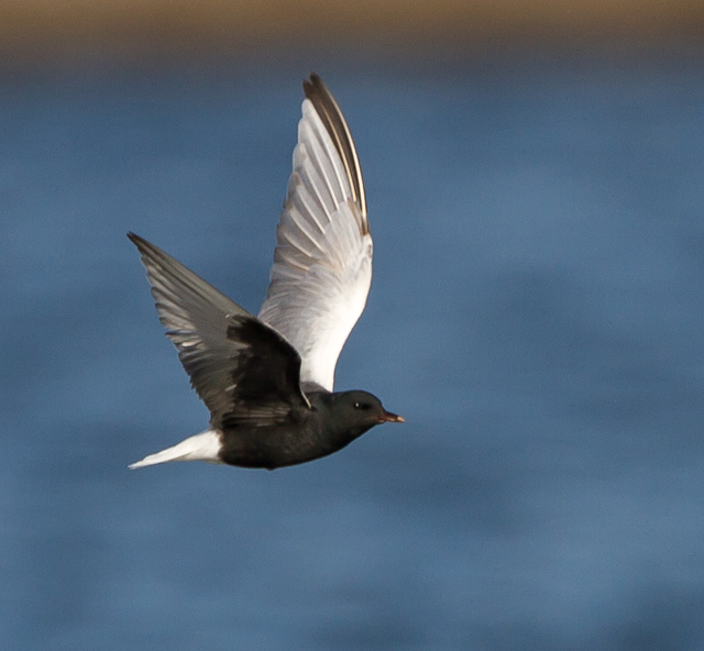 White-winged Black Tern