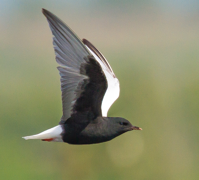 White-winged Black Tern