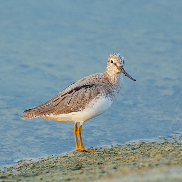 Terek Sandpiper