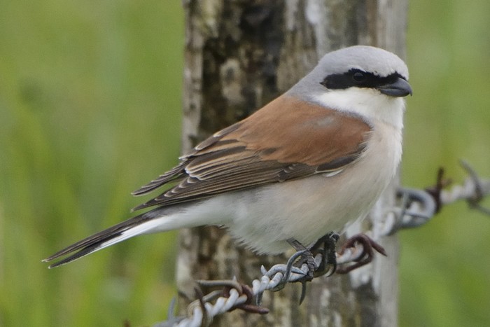 Red-backed Shrike
