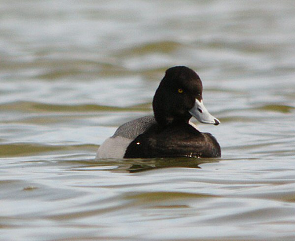 Lesser Scaup