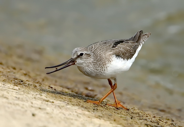 Terek Sandpiper