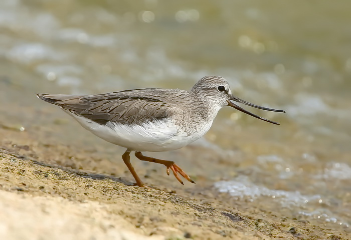 Terek Sandpiper