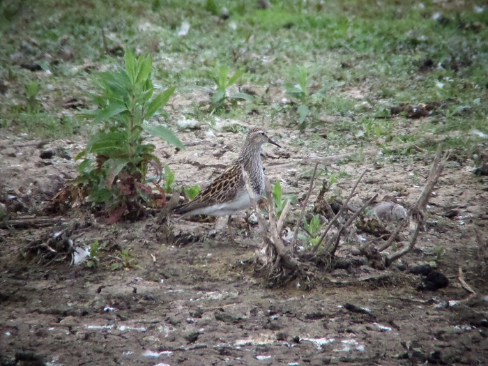 Pectoral Sandpiper
