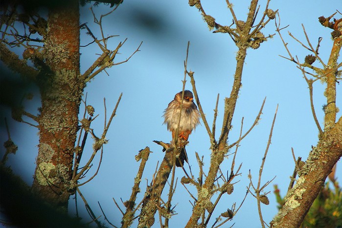 Red-footed Falcon