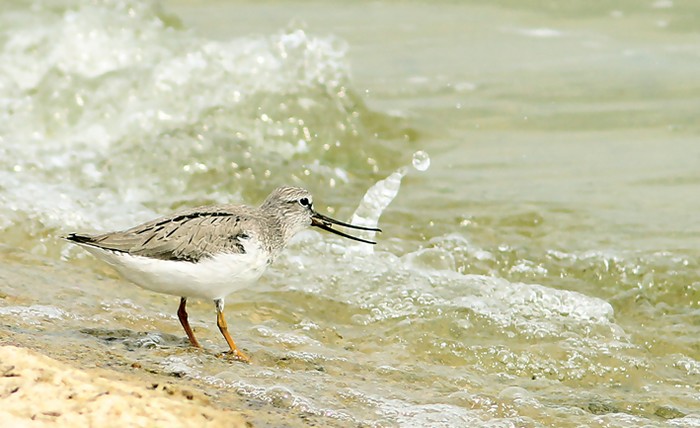 Terek Sandpiper