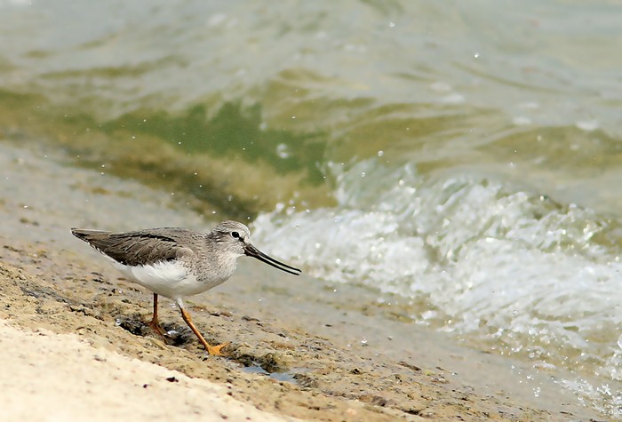 Terek Sandpiper