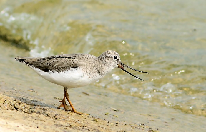 Terek Sandpiper