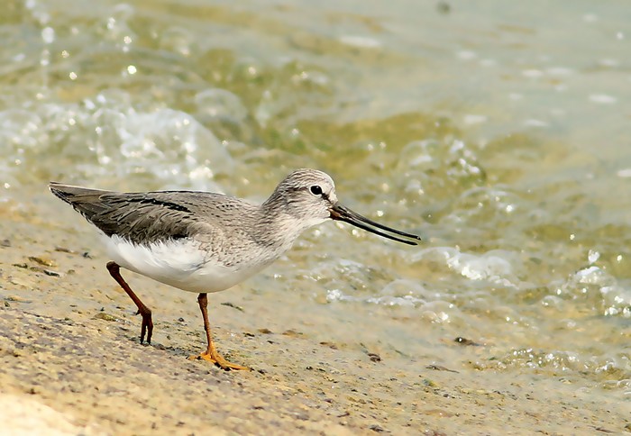 Terek Sandpiper