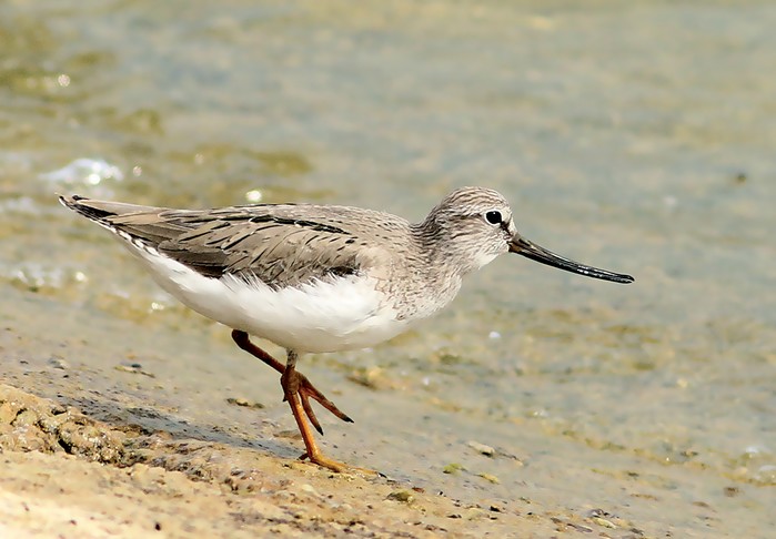 Terek Sandpiper