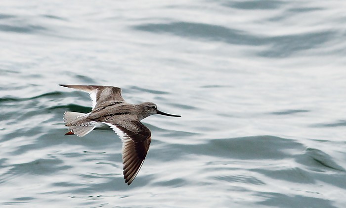 Terek Sandpiper