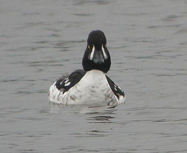 Barrow's Goldeneye