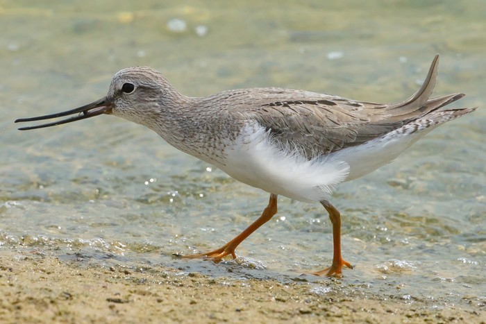 Terek Sandpiper