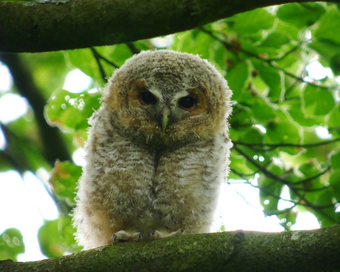 Tawny Owl