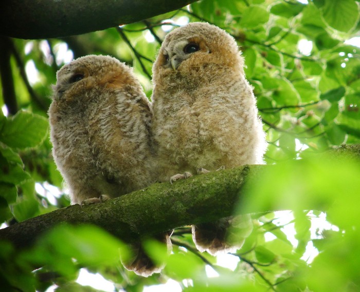 Tawny Owl