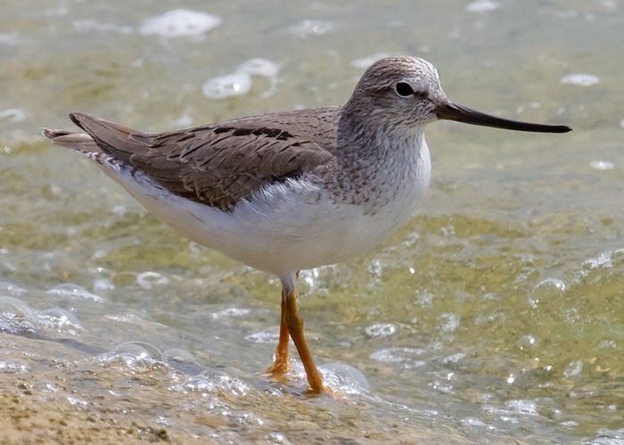 Terek Sandpiper