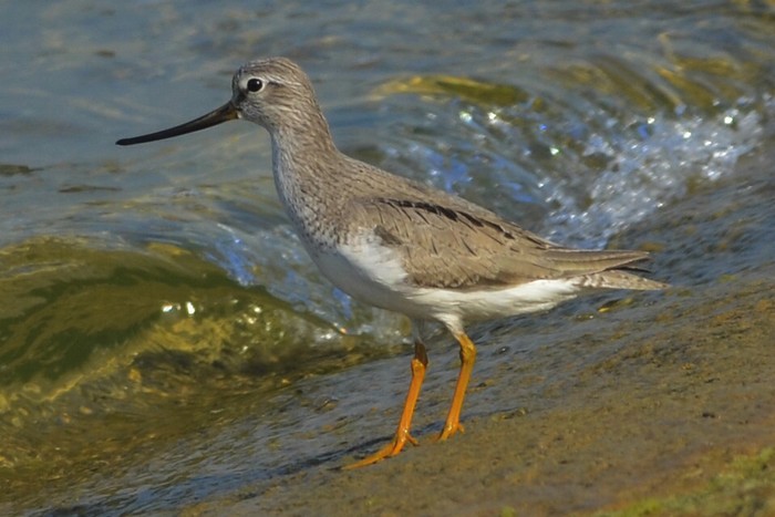 Terek Sandpiper