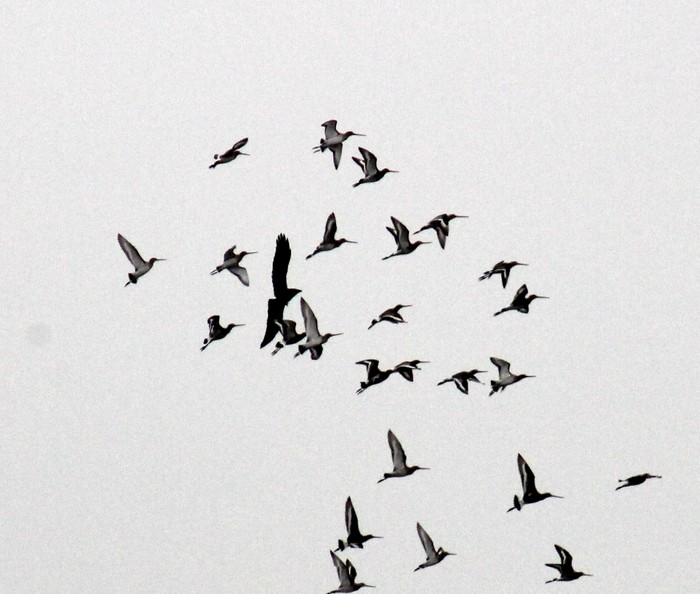 Black-tailed Godwit