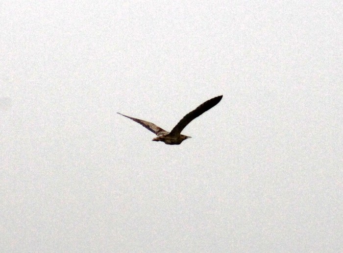 Bittern