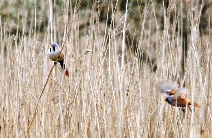 Bearded Tit