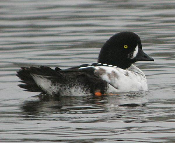 Barrow's Goldeneye
