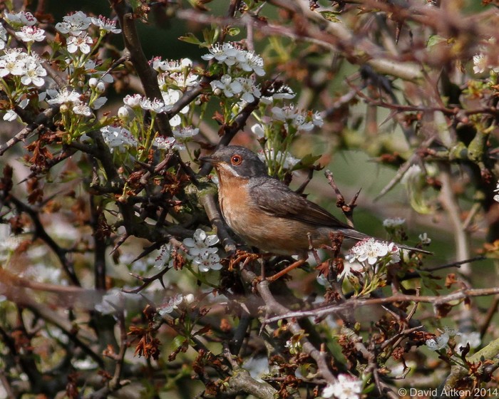 Western Subalpine Warbler