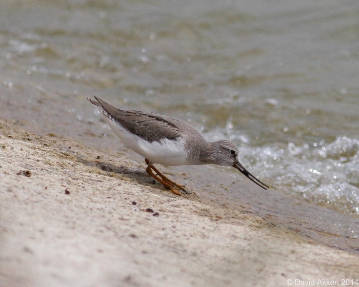 Terek Sandpiper