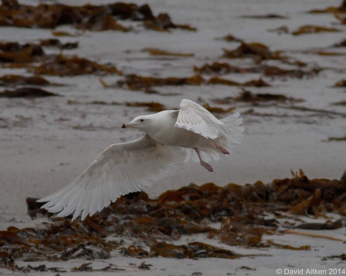 Glaucous Gull