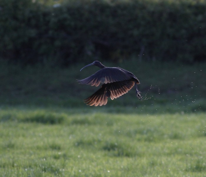 Glossy Ibis