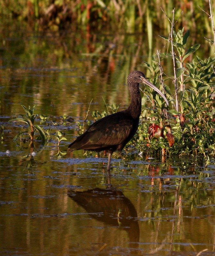 Glossy Ibis