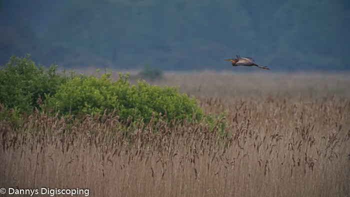 Purple Heron