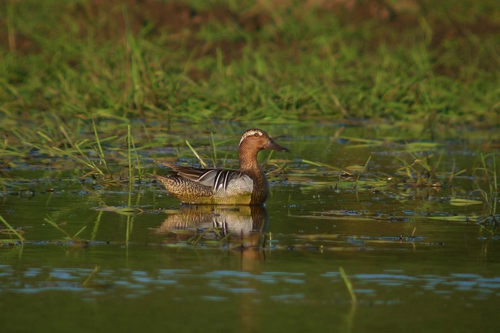 Garganey