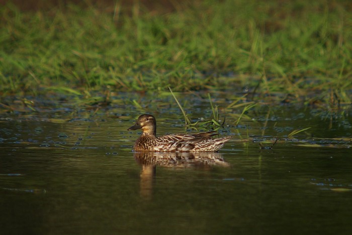 Garganey