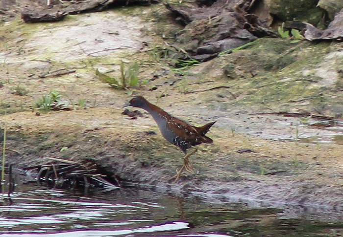 Baillon's Crake