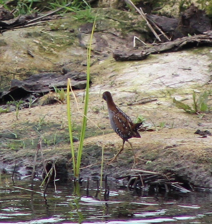 Baillon's Crake
