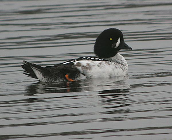 Barrow's Goldeneye