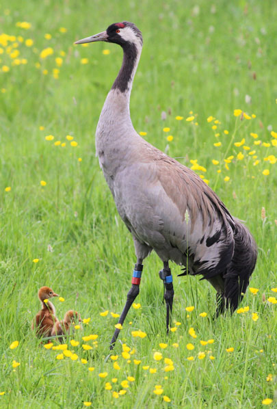 Common Crane