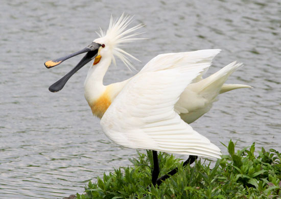 Spoonbill