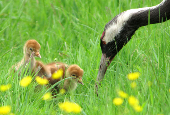 Common Crane