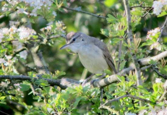 Great Reed Warbler