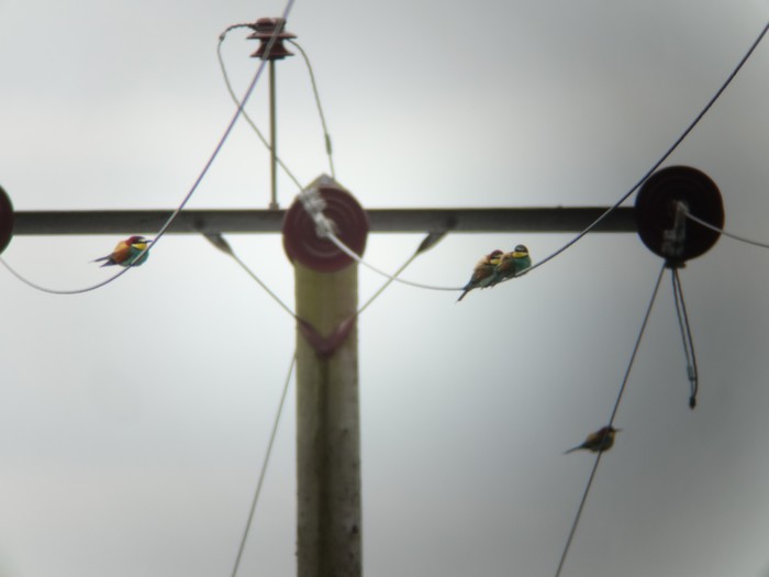 Bee-eater