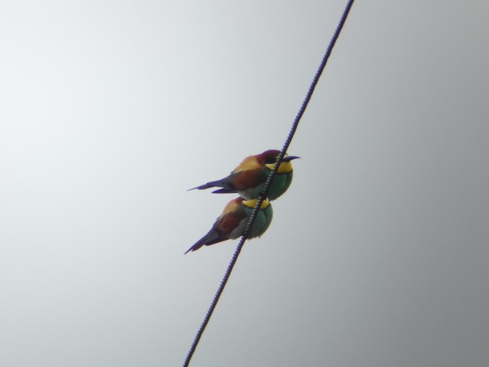 Bee-eater
