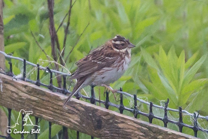 Rustic Bunting