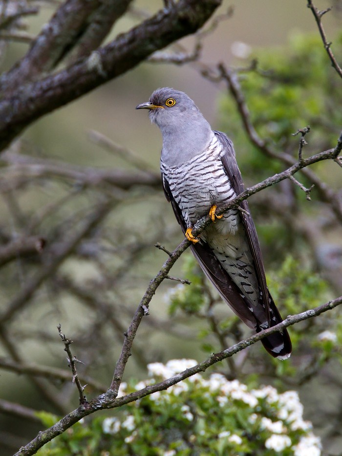 Cuckoo