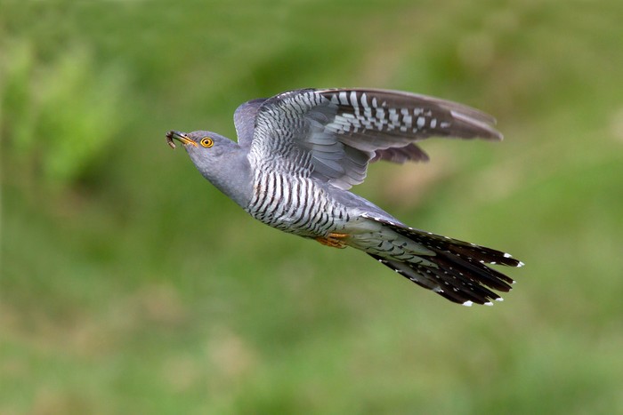 Cuckoo