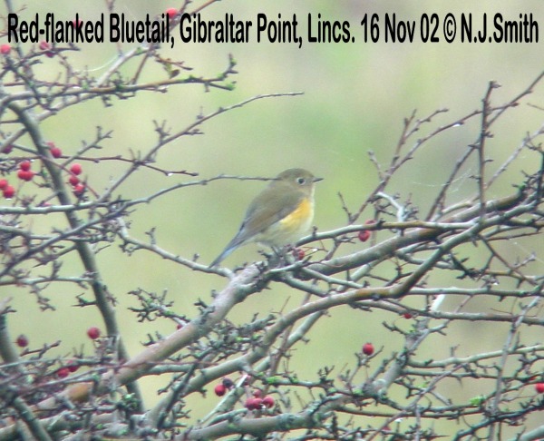 Red-flanked Bluetail