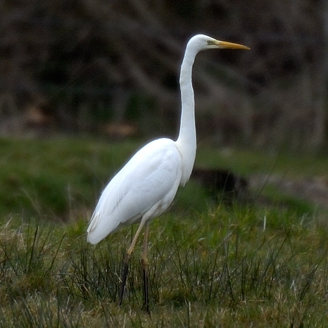 Great White Egret