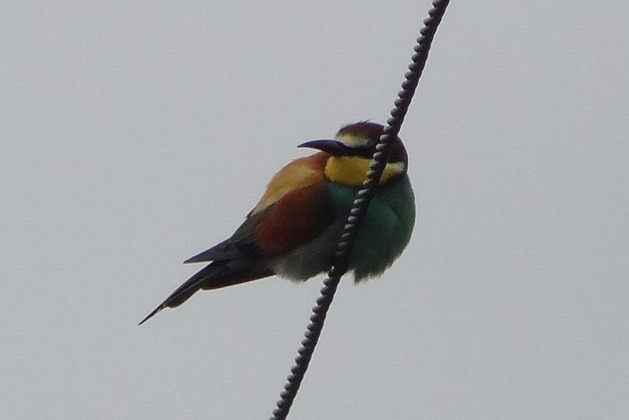Bee-eater