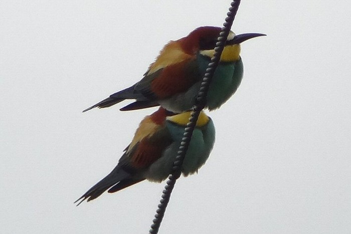 Bee-eater